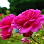 Kelaat M'Gouna Rose Festival 2026 Dates