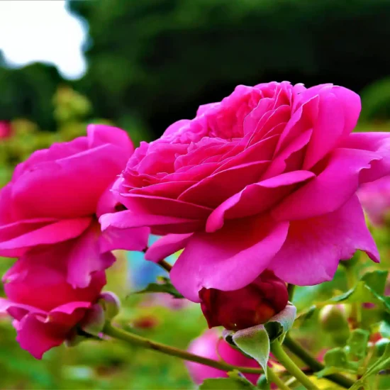 Kelaat M'Gouna Rose Festival 2026 Dates