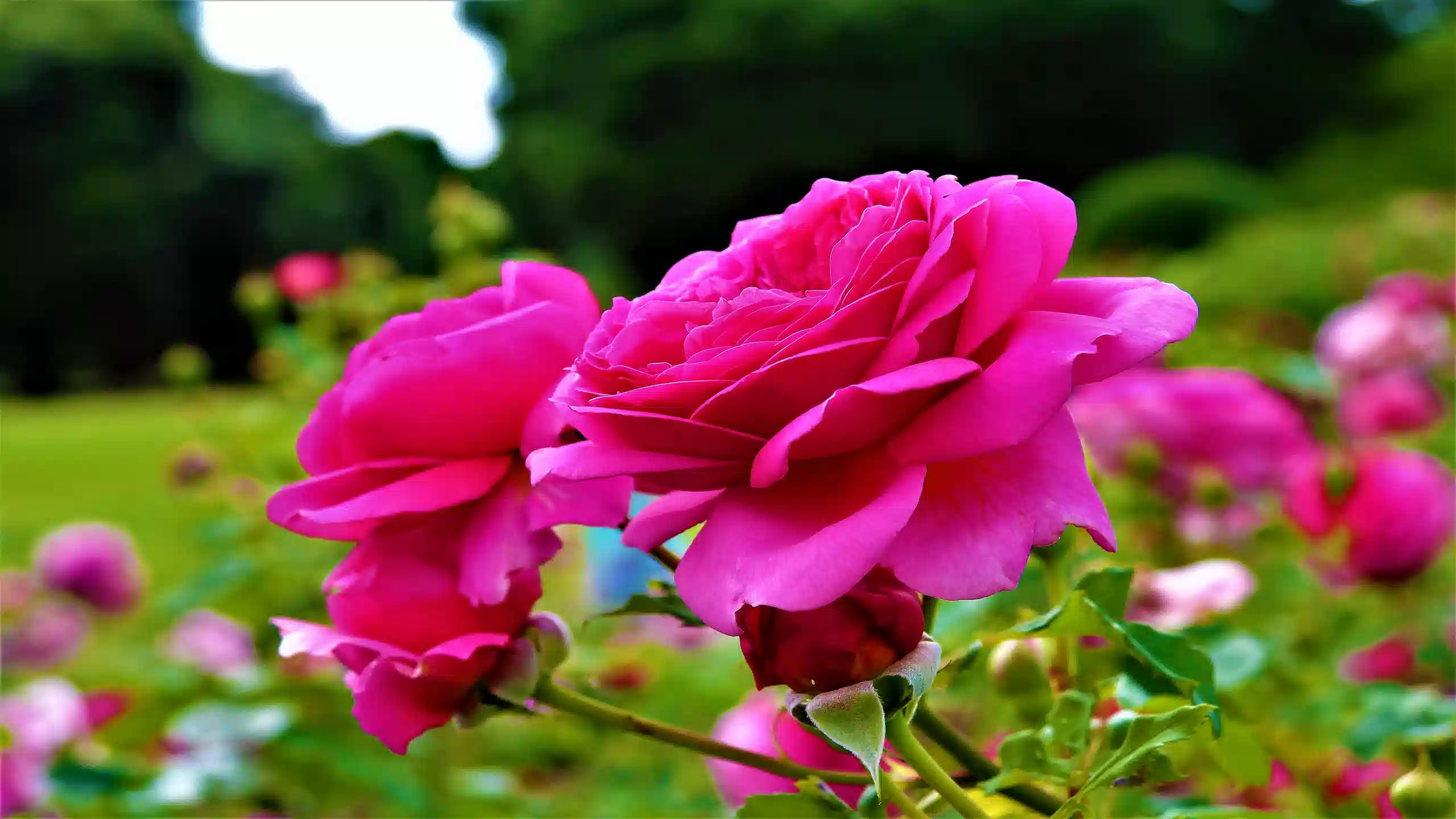 Kelaat M'Gouna Rose Festival 2026 Dates