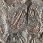 Authentic Morocco fossil expeditions