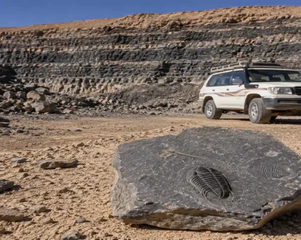 Erfoud Fossils Ultimate Guide tips for inspecting specimens at a local Moroccan workshop