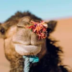 How to book a private tour in Morocco