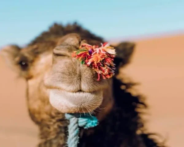 How to book a private tour in Morocco