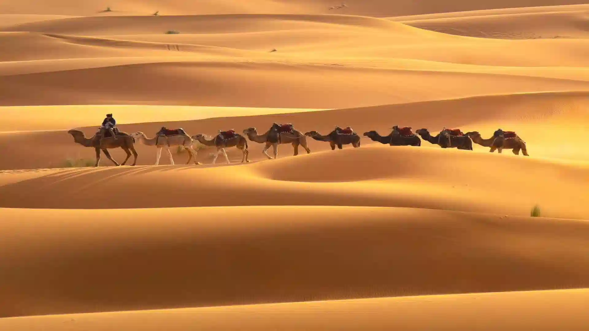 Camel caravan trekking across the golden sand dunes of Erg Chebbi Merzouga at sunset