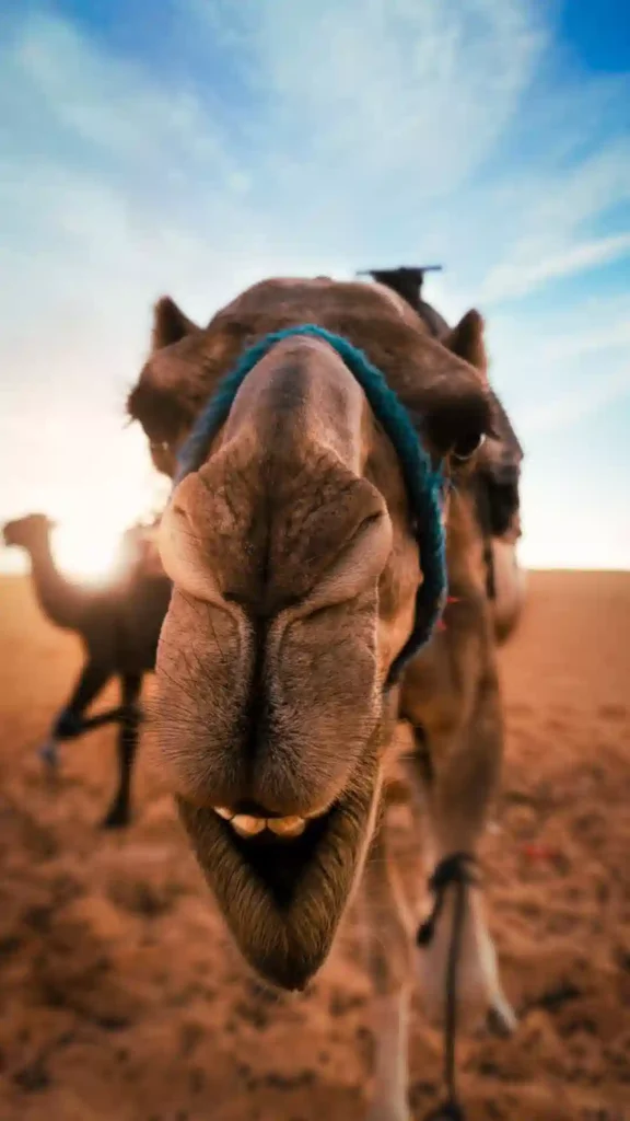 Up-close wide-angle view of a smiling camel's face during a camel trek in Morocco