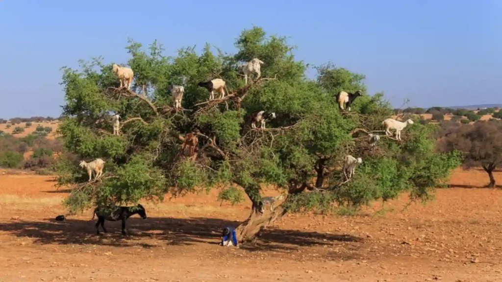 Multiple goats standing on branches of an argan tree in the Moroccan desert