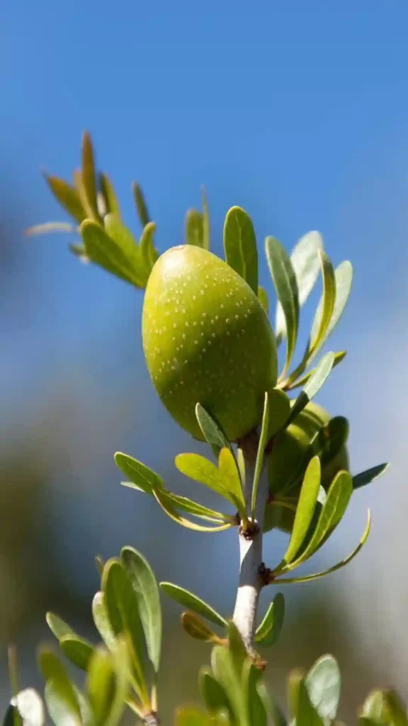 Macro shot of a green argan fruit growing on a branch against a clear blue sky, Moroccan Argan Oil.