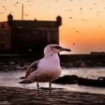 A seagull perching on a stone wall with the Skala du Port bastion silhouetted against a golden sunset in Essaouira. things to do in Essaouira
