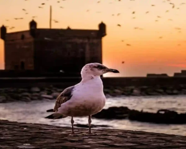 A seagull perching on a stone wall with the Skala du Port bastion silhouetted against a golden sunset in Essaouira. things to do in Essaouira