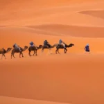 Travelers riding camels along a high sand dune ridge during a camel trek in Morocco.