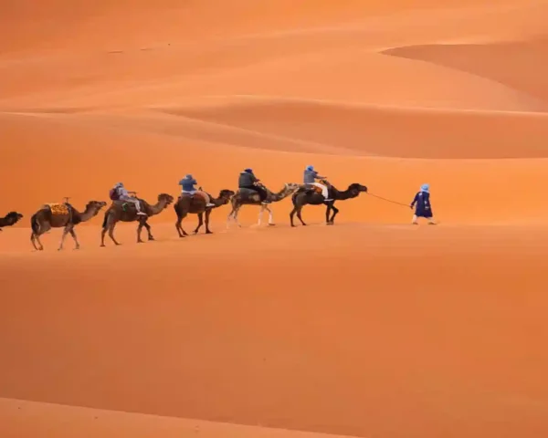 Travelers riding camels along a high sand dune ridge during a camel trek in Morocco.